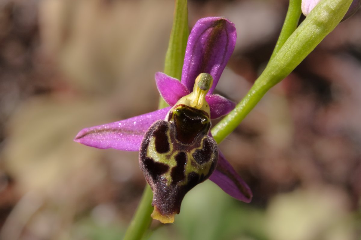 Ultime orchidee per quest''anno - Dalla Grecia con passione